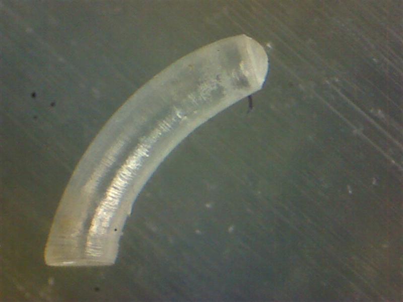 Caecum cfr. glabrum